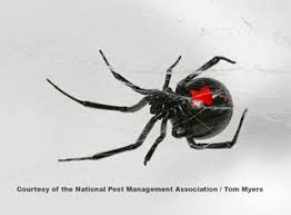 Black widow spiders carry a potent venom that can affect humans, but only mature females have chelicerae (mouthparts) long enough to break human skin. Spider Facts For Kids Arachnid Information For Students