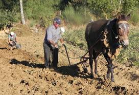 Resultado de imagem para AGRICULTOR VELHO