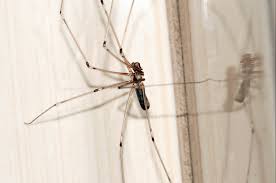 Homeowners insurance covers damage to property and belongings, loss of use, liability for personal injury, and medical payments to others. How To Locate Where Bugs Are Coming From Ants Termites Spiders And More Home Tips From The Experts