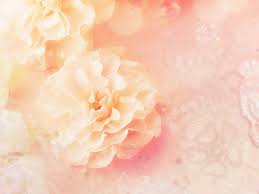 This stylish pastel rose in a soft peach pink is perfect to add a splash of color to your spring wedding flower bouquets and floral. Hd Wallpaper Flowers Artistic Pastel Peach Flower Wallpaper Flare