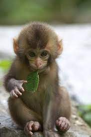 Leaf In Baby S Mouth Cute Baby Monkey Cute Animals Cute Baby Animals