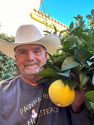 Hey PawPaw Ridge. Out of my comfort zone here with a citrus tree. This one  looks like a grapefruit but tastes more like a orange! Any thoughts