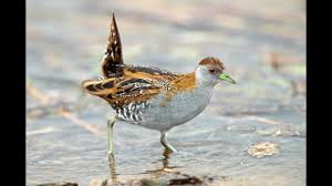 Image result for Faroa pusilla