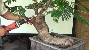 Bonsai Tutorials For Beginners How To Pot Up A Newly Collected Material Youtube Bonsai Tree Bonsai Tree Types Bonsai