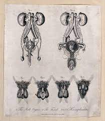 Sexual organs of the male, the female and hermaphrodites. Etching. |  Wellcome Collection