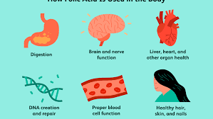 Folic Acid Benefits Side Effects Dosage And Interactions