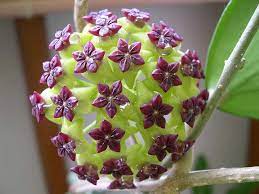 Pin On Hoya Love