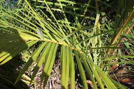 Image result for Raphia farinifera