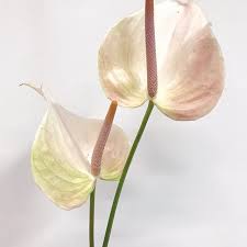 Flower Friday These Babies Are Bringing The 90s Back Anthurium Are One Of The Hottest Flowers For 2018 For A Hipster B Flower Pedals Flowers Blue Bouquet