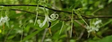 Image result for Styracaceae