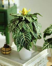 & zebra print duct tape mirror. 14 Bathroom Plant Ideas That Will Brighten Your Home Zebra Plant Kitchen Bath Classics