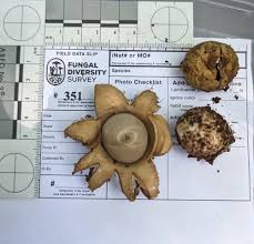 Image result for Geastrum triplex