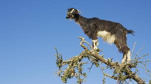 One (capra hircus) long domesticated for its how to use goat in a sentence. Our Beautiful Planet Morocco S Climbing Goats Environment All Topics From Climate Change To Conservation Dw 16 11 2018