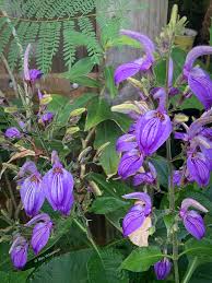 Image result for Brillantaisia pubescens