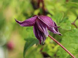 Macropetala clematis spiky notify me when this clematis becomes available clematis spiky, just that! Wx7tls4ie4t6mm