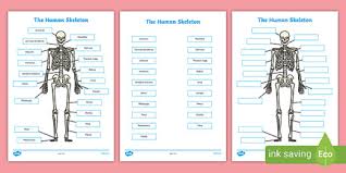 3  in your book list any muscles that you know in the body. Human Skeleton Labelling Sheet Human Body Bones