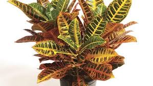 La maggior parte delle piante da interno hanno origine tropicale, vi siete mai chiesti perché? Croton Coltivazione E Cura