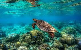 It is home to a spectacular array of marine life and offers awesome diving opportunities. Herunterladen Hintergrundbild Schildkrote Unter Wasser Great Barrier Reef Meeresschildkrote Unterwasserwelt Ozean Schildkroten Fur Desktop Kostenlos Hintergrundbilder Fur Ihren Desktop Kostenlos