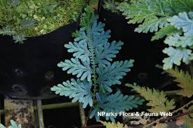 Image result for Selaginella mittenii