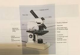 It is located above the condenser and below the stage. Compound Light Microscope Lab 4 Diagram Quizlet