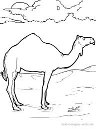 Das dromedar (camelus dromedarius), auch als einhöckriges oder arabisches kamel bezeichnet, ist eine säugetierart aus der gattung der altweltkamele innerhalb der familie der kamele (camelidae). Malvorlage Kamel Tiere Kostenlose Ausmalbilder