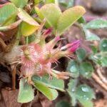 Image result for Trifolium spumosum