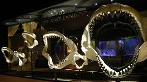 If we don't have full fossil skeletons, how do we know how big megalodon was? Newborn Megalodon Sharks Were Larger Than Most Adult Humans Science News