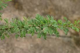 Image result for Acacia tenuispina