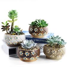 The perfect plant for gardeners at every level. Sun E 4 Inch Modern Design With Sequin Decoration Succulent Pots Cactus Plant Pot Flower Pot Container Planter Bonsai Pots With Drainage Hole 4 In Set Perfect Gift Idea Buy Online In Isle