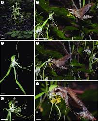 Image result for Bonatea antennifera