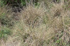 Image result for Sporobolus ioclados