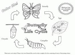 Industry life cycle the theory of a product life cycle was first introduced in the 1950s to explain the expected life cycle of a typical product from des. Color The Life Cycle Butterfly Worksheets 99worksheets
