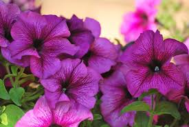 Image result for foto surfínie