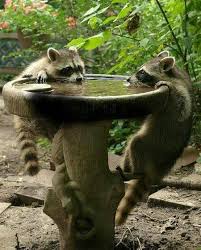 How To Keep The Raccoons Away