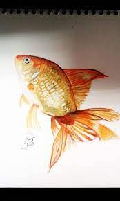 رسم سمكة ذهبية كرامة إشتية creative painting fish pet pets