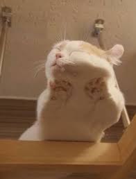 Gaze Upon These Mesmerizing Pics Of Cats Sitting On Glass Tables Cute Cats Cute Animals Cats