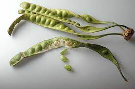 30 scientific health benefits of petai beans #surprising. Parkia Speciosa Wikipedia