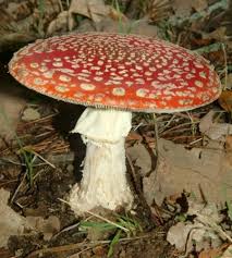 Epingle Sur Champignons