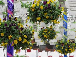 7/14/2021 6:30 pm jewish philosophy with rabbi mendelson cleveland heights, oh usa: Sunshine Express Garden Centre 18 Carlton Street East Niagara On The Lake On L0s 1j0 Canada