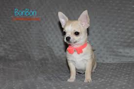 The chihuahua is one of the smallest breeds of dog, and is named after the mexican state of chihuahua. Chihuahua Puppies For Sale Chihuahua Anjing Chihuahua Anak Anjing