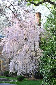 Spring trees glowing in new england there's a grand show on the road right now in new england. Weeping Cherry In White Or Pink Flowering Trees Lawn And Garden The Great Outdoors