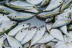 Maybe you would like to learn more about one of these? 5 Seafood Yang Mengandung Protein Tinggi Baik Untuk Kekebalan Tubuh