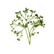 Image result for Adenostemma afrum