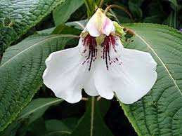 Image result for Impatiens zombensis