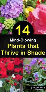 14 Mind Blowing Plants That Thrive In Shade In 2021 Flowering Shade Plants Plants That Like Shade Partial Shade Plants