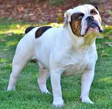 We hope you enjoy the site and come back in the future to see the new items. The World S 1 Registry And Association For Olde English Bulldogges And All Bully Breeds