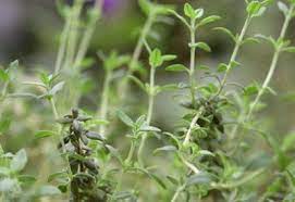 How to Plant, Grow and Care for Thyme Plant (Complete Guide)