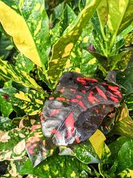 Image result for Croton longipedicellatus