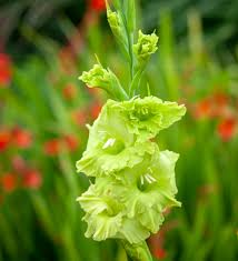 Image result for Gladiolus virgineus