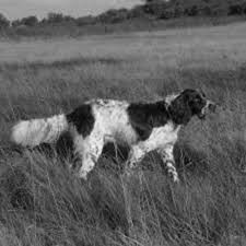 It has two coats the short thick coat has the black spots and his top coat is long and white.? German Longhaired Pointer Dog Breed Information American Kennel Club